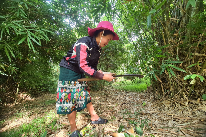 Đồng bào Ma Coong hái thứ cây mọc khắp rừng, tạo sản phẩm OCOP 3 sao - 2 Đồng bào Ma Coong hái thứ cây mọc khắp rừng, tạo sản phẩm OCOP 3 sao - 2