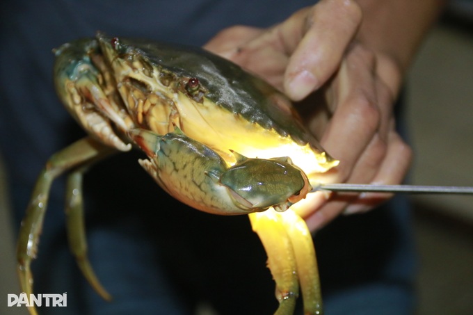 Item of a mini-apartment to raise sea crabs in the middle of the street of the boy 9X - 10