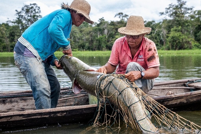 Sự hồi sinh khó tin của loài thủy quái nước ngọt khổng lồ sông Amazon