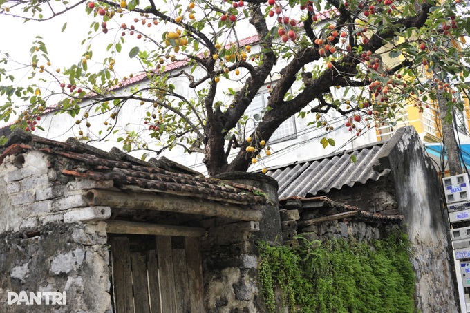 Cây hồng trăm tuổi từng gây sốt bị gắn quả giả khiến du khách ngán ngẩm - 3 Cây hồng trăm tuổi từng gây sốt bị gắn quả giả khiến du khách ngán ngẩm - 3