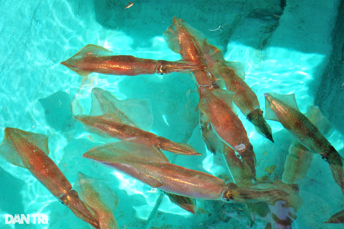 The secret of hunting unique and strange squid, which fish will stick to that fish of Phu Quoc fisherman - 6