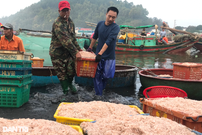 Going one night, Nghe An fishermen earned tens of millions of dong - 7