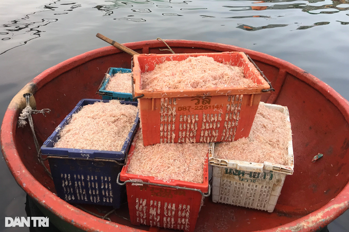 Going one night, Nghe An fishermen earned tens of millions of dong - 2