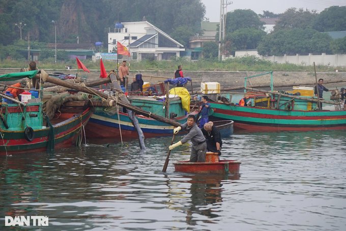 Going one night, Nghe An fishermen earned tens of millions of dong - 3