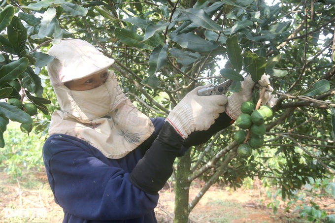 Border people have food and money to plant billion-dollar trees - 3 Border people have food and money to plant billion-dollar trees - 3
