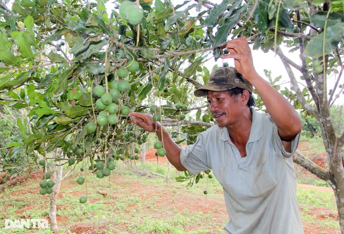 Border people have food and property to plant billion-dollar trees - 1