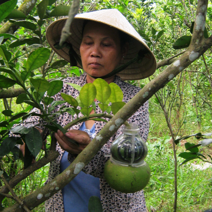 Nông dân trồng dưa hấu thỏi vàng, bưởi hồ lô… thấp thỏm chờ Tết - 1 Nông dân trồng dưa hấu thỏi vàng, bưởi hồ lô… thấp thỏm chờ Tết - 1