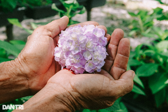 Lão nông dành hơn chục năm bắt cẩm tú cầu bén rễ ở xứ nóng - 6 Lão nông dành hơn chục năm bắt cẩm tú cầu bén rễ ở xứ nóng - 6