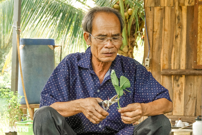 Lão nông dành hơn chục năm bắt cẩm tú cầu bén rễ ở xứ nóng - 4 Lão nông dành hơn chục năm bắt cẩm tú cầu bén rễ ở xứ nóng - 4