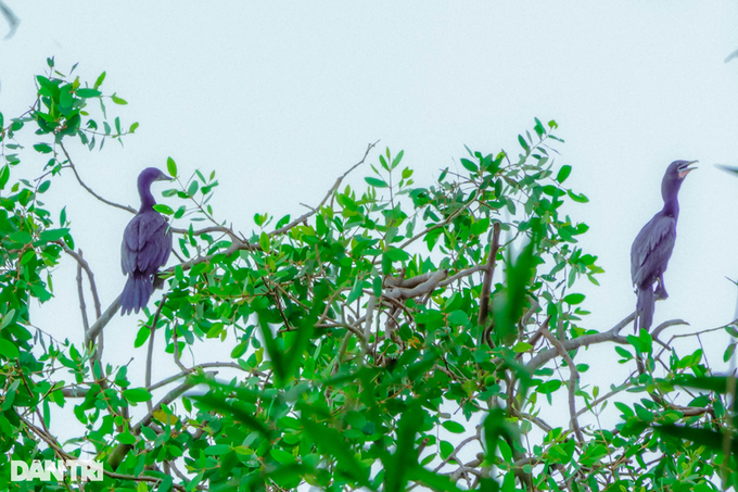 The old farmer gave up 5 hectares of land to take care of the birds of the sky - 2