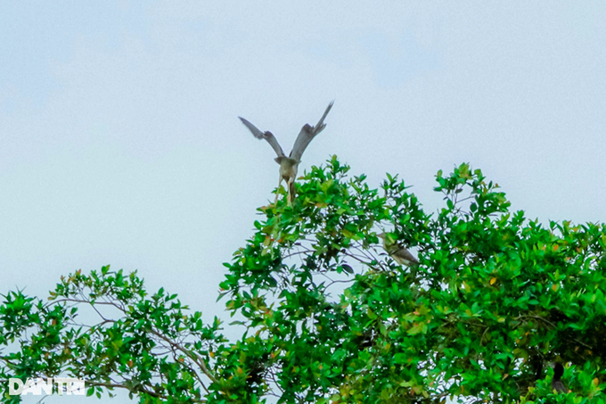 The old farmer gave up 5 hectares of land to take care of the birds of the sky - 4