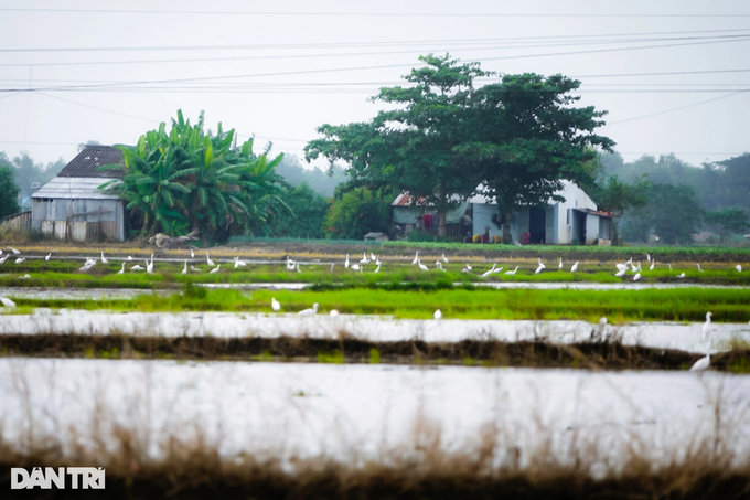 The old farmer gave up 5 hectares of land to take care of the birds of the sky - 3