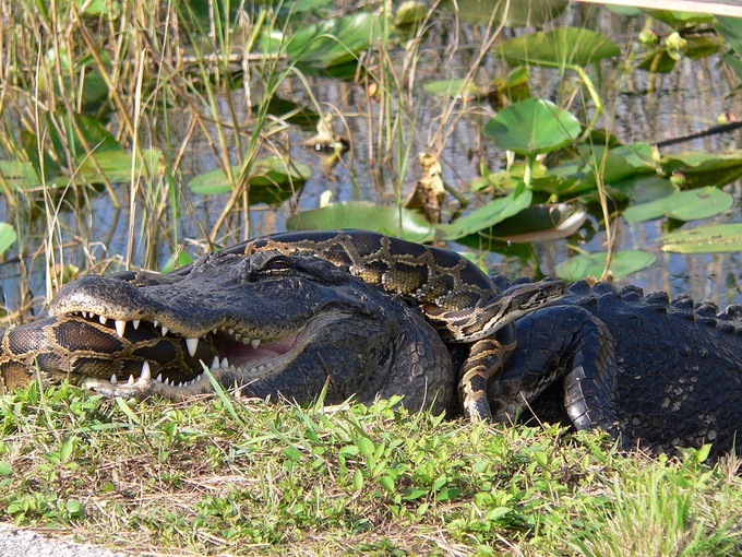 Trăn Miến Điện thường xuyên đụng độ cá sấu mõm ngắn tại bang Florida (Ảnh: Lori Oberhofer).