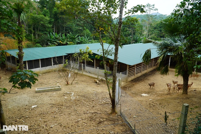 Nuôi con mọc sừng trên đệm lót sinh học, Bí thư Đoàn xã thu tiền tỷ - 1