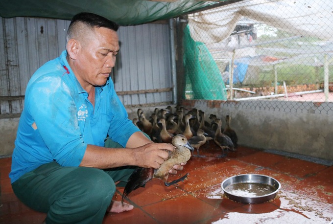 The Cham man who raises his children to eat grass and sleep on the bank earns hundreds of millions of dong/year - 3