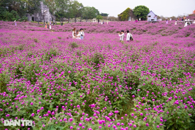  Thích thú check-in cánh đồng hoa bách nhật tím lịm ở Hà Nội - 1