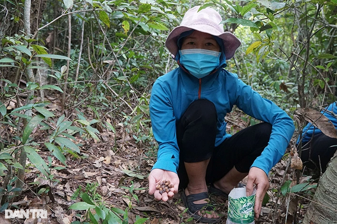 The whole commune pulls together to collect forest buds, collecting billions of dong - 2