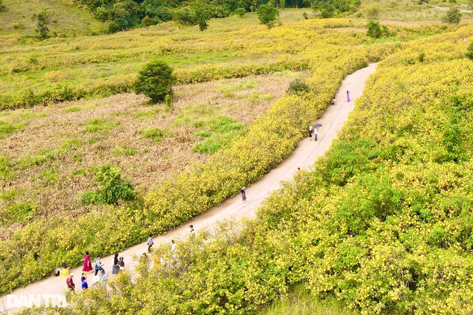 Check-in vast wild sunflowers, unique paragliding experience in Gia Lai - 3