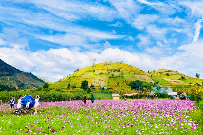 Check-in vast wild sunflowers, unique paragliding experience in Gia Lai - 6