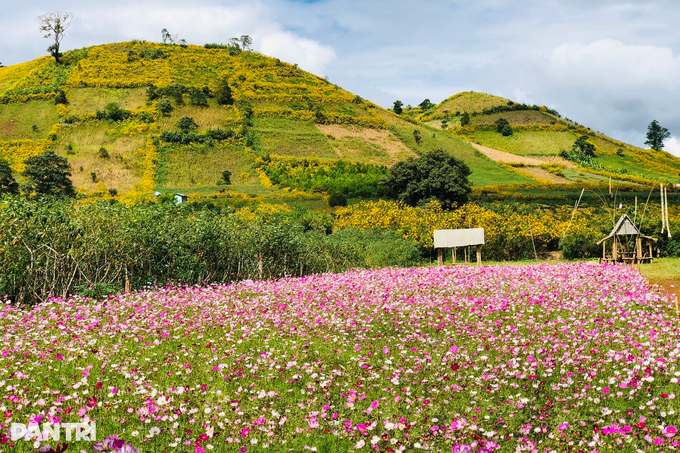 Check-in vast wild sunflowers, unique paragliding experience in Gia Lai - 1