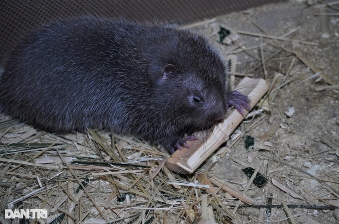 Letting a shy child eat bamboo, a mountain boy collects 200 million a year - 3