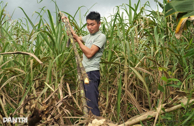 Letting a shy child eat bamboo, a mountain boy collects 200 million a year - 4