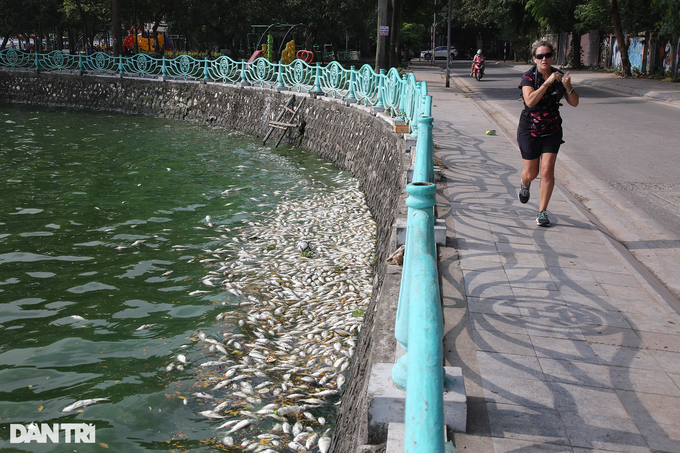 Hà Nội: Đánh tỉa bớt cá, xử lý tảo nổi để hạn chế cá chết ở hồ Tây - 3