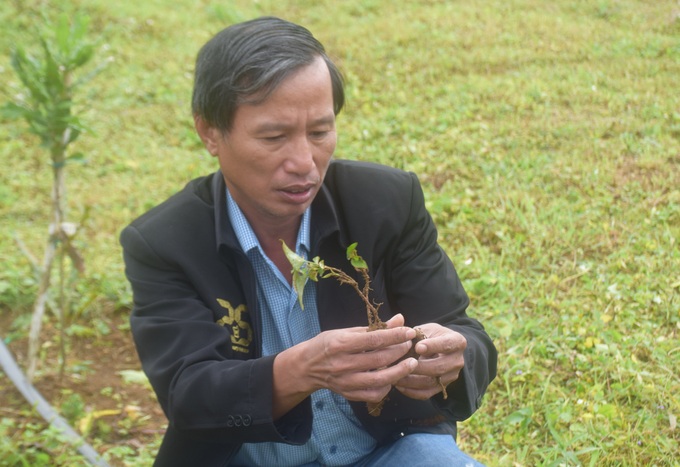 Trồng cây dược liệu, cơ hội thoát nghèo cho đồng bào Bana - 3 Trồng cây dược liệu, cơ hội thoát nghèo cho đồng bào Bana - 3