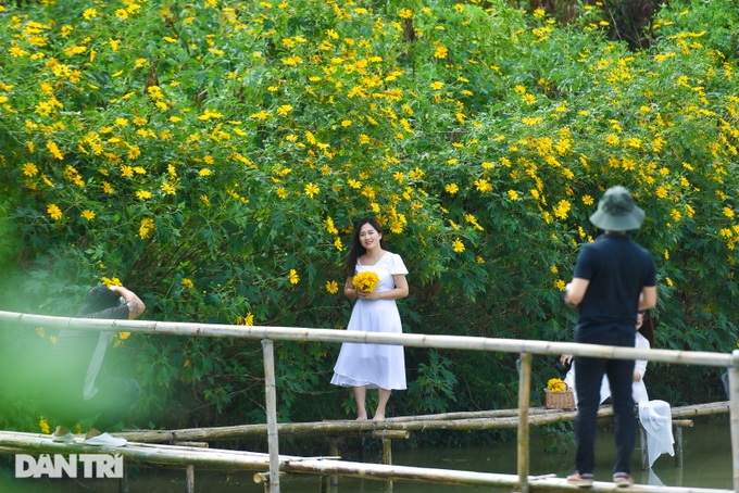 See the wild sunflower garden of 200 trees covered with yellow in the heart of Hanoi - 8