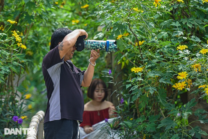 See the wild sunflower garden of 200 trees covered with yellow in the heart of Hanoi - 6