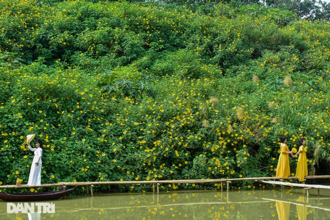 See the wild sunflower garden of 200 trees covered with yellow in the heart of Hanoi - 7