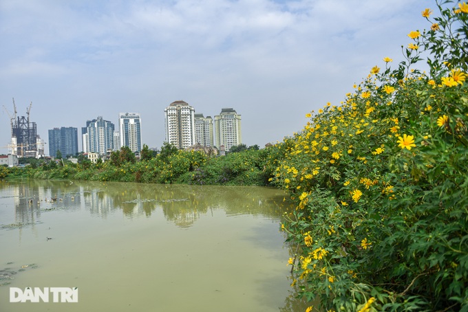See the wild sunflower garden of 200 trees covered with yellow in the heart of Hanoi - 1