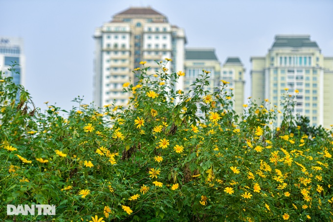 See the wild sunflower garden of 200 trees covered with yellow in the heart of Hanoi - 5
