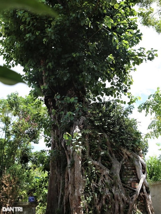Độc đáo cây bồ đề cổ thụ ôm trọn tháp am ở ngôi đền hơn 300 tuổi - 6
