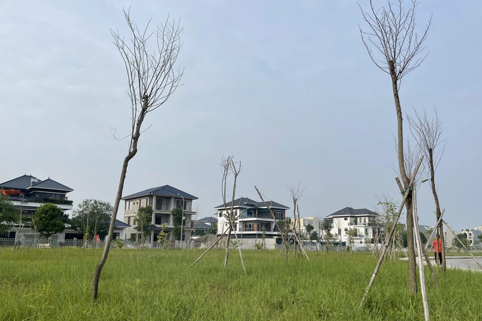 Hàng trăm cây hoa ban chết khô tại công viên 40 tỷ đồng - 2 Hàng trăm cây hoa ban chết khô tại công viên 40 tỷ đồng - 2