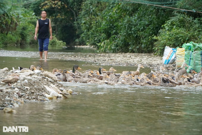 Thai ethnic boy escaped poverty by raising super delicious ducks - 2