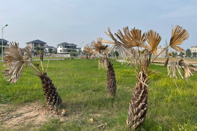 Hàng trăm cây hoa ban chết khô tại công viên 40 tỷ đồng - 6 Hàng trăm cây hoa ban chết khô tại công viên 40 tỷ đồng - 6