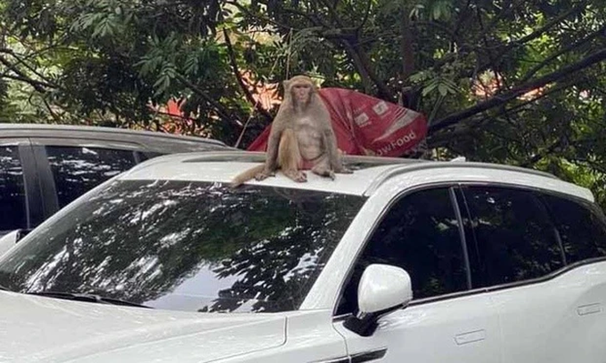 Thổi ống tiêu gây mê, vây bắt con khỉ hoang phá bãi xe ở Hà Nội - Ảnh 1.
