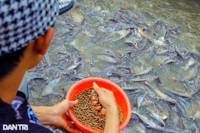 Đàn cá hàng nghìn con tìm về nhà lão nông An Giang ăn nhờ, ở đậu - 2 Đàn cá hàng nghìn con tìm về nhà lão nông An Giang ăn nhờ, ở đậu - 2