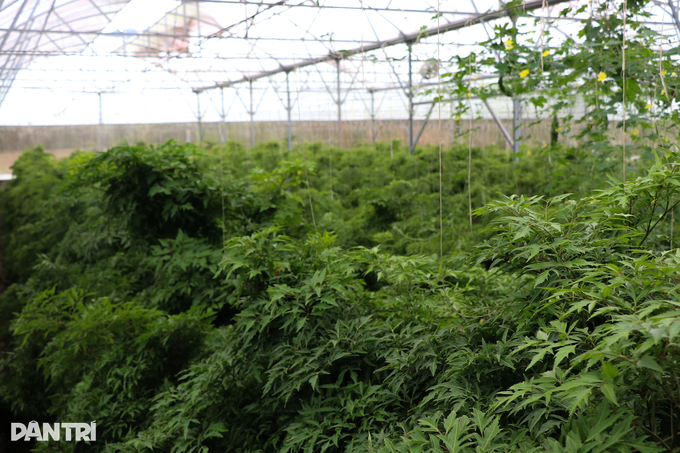 Growing ginseng of the poor, just picking leaves makes a lot of money - 1