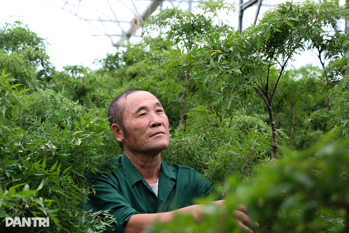 Growing ginseng of the poor, just picking the leaves makes a lot of money - 3