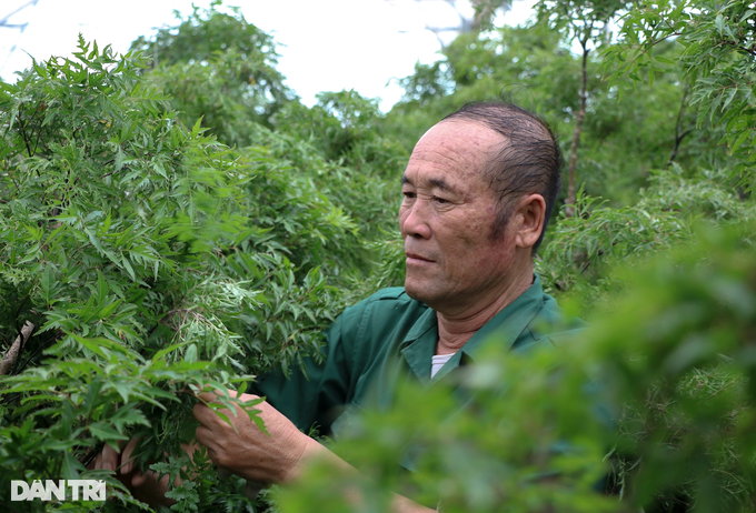 Growing ginseng of the poor, just picking the leaves makes a lot of money - 4