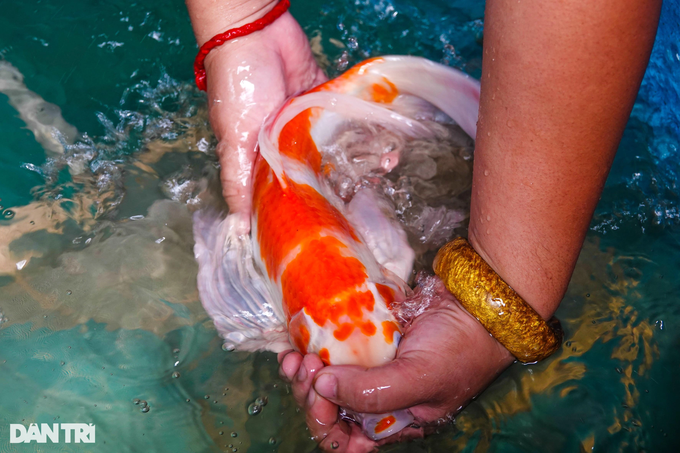 The bachelor quits his job to go to the giant fish farm to earn hundreds of millions of dong - 3