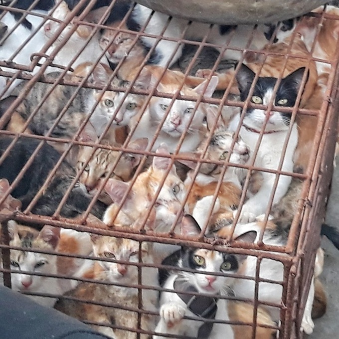 Ra mắt công cụ trực tuyến thông báo về nạn buôn bán thịt chó, mèo - 2 Ra mắt công cụ trực tuyến thông báo về nạn buôn bán thịt chó, mèo - 2