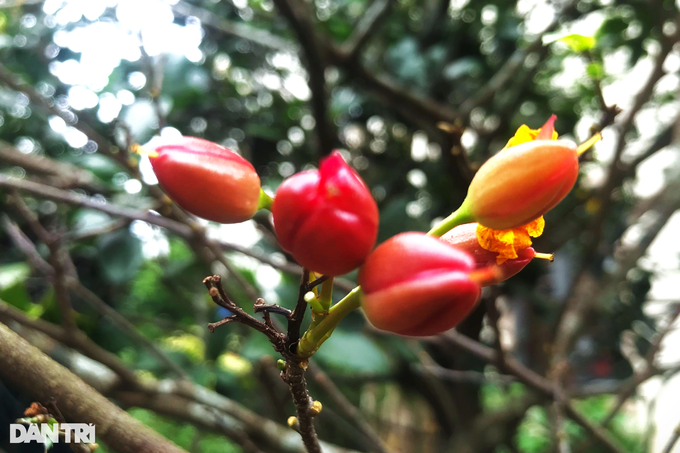 Hối hả xuống tóc cho loài hoa đang được săn đón - 5 Hối hả xuống tóc cho loài hoa đang được săn đón - 5
