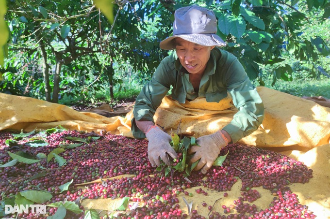 Tây Nguyên: Cà phê được giá, dân chưa kịp mừng đã vội lo - Ảnh 3. Tây Nguyên: Cà phê được giá, dân chưa kịp mừng đã vội lo - Ảnh 3.