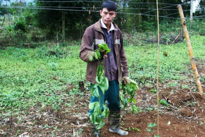 Cây thoát nghèo bị bỏ hoang, người dân miền núi quyết tâm vực dậy - 3 Cây thoát nghèo bị bỏ hoang, người dân miền núi quyết tâm vực dậy - 3