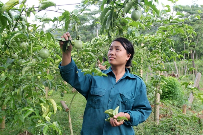 Cây &quot;thoát nghèo&quot; bị bỏ hoang, người dân miền núi quyết tâm vực dậy - Ảnh 1.