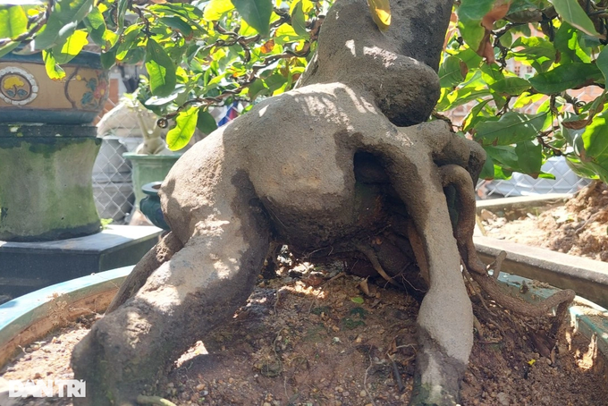 Trồng mai bonsai thu lãi khủng, nghệ nhân nghèo xây nhà to - 5