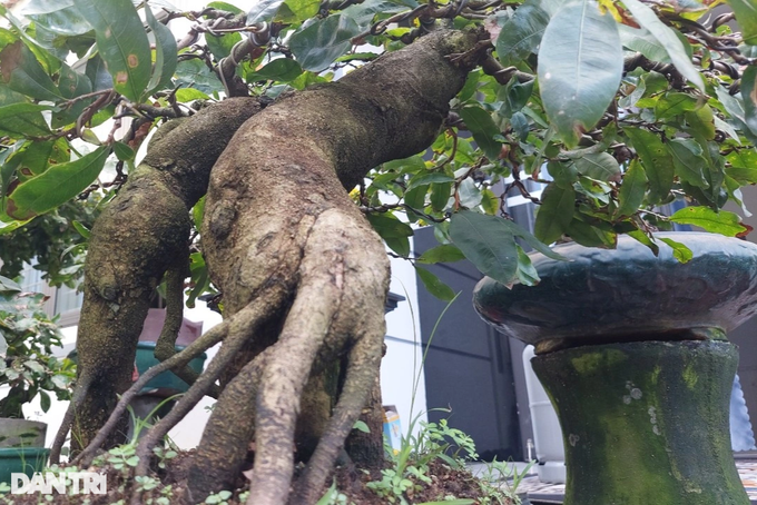 Trồng mai bonsai thu lãi khủng, nghệ nhân nghèo xây nhà to - 4 Trồng mai bonsai thu lãi khủng, nghệ nhân nghèo xây nhà to - 4